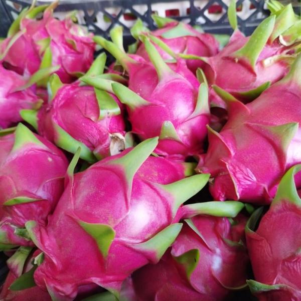 秀品 ドラゴンフルーツ 赤 約2kg(3〜6玉) 沖縄県産