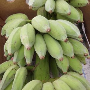 沖縄県産アップルバナナ　約3kg