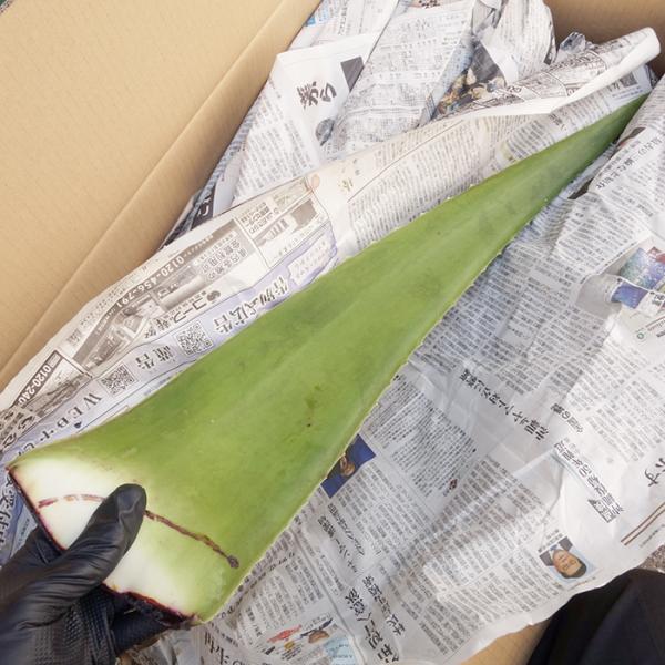アロエベラ 生葉　約1.6Ｋｇ　2枚前後