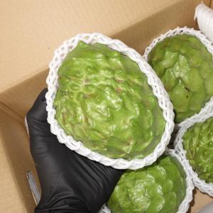 贈答用 アテモヤ 秀品 1kg(3~8個入) 1月中旬〜３月　高級フルーツ