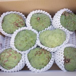 ≪≫優品 アテモヤ 2ｋｇ(6~15個入) 11月〜3月 高級フルーツ