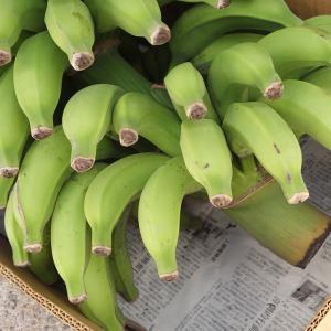 沖縄県産バナナ　三尺バナナ5kg｜mensore