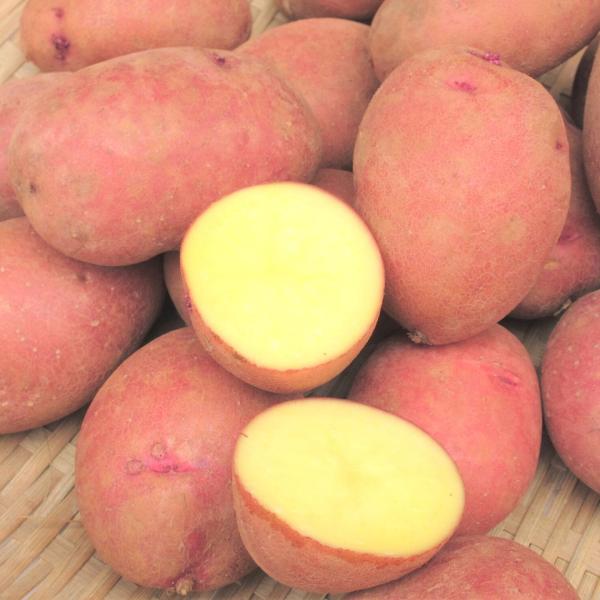 数量限定 宜野座の紅ジャガ 10ｋｇ （送料無料）【発送開始2月〜】 沖縄県産 レッドムーン じゃが...