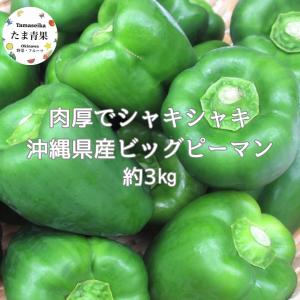 青マンゴー5kg （未熟で酸っぱいマンゴー）摘果マンゴー マムアン
