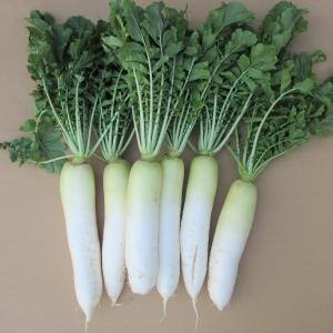 ≪中≫沖縄県産　鮮度抜群　採れたて葉付き島大根　５kg　３〜4本　