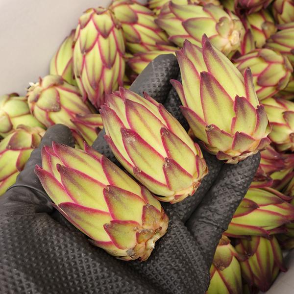 ドラゴンフルーツ つぼみ 約500g 　約１０個入 【希少】