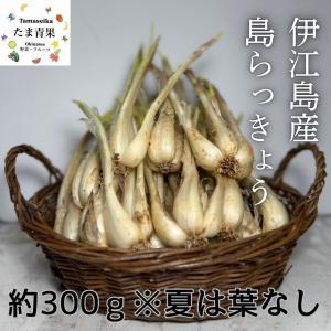 ☆お試し☆島らっきょう 300g ※夏は葉無しです。の詳細画像1