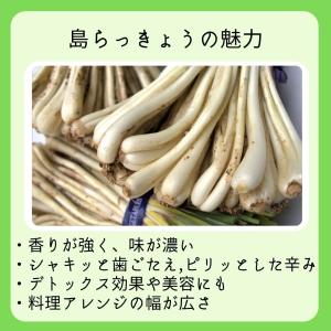 ☆お試し☆島らっきょう 300g ※夏は葉無しです。の詳細画像2