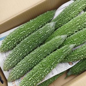 青マンゴー5kg （未熟で酸っぱいマンゴー）摘果マンゴー マムアン