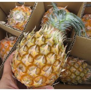 沖縄県産スナックパイン 小玉 お試し用 １玉　約500ｇパイナップル