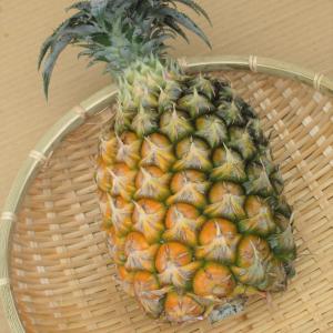 西表島産 スナックパイン 大玉１玉(1.2〜1.5kg)パイナップル