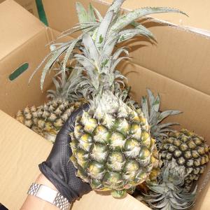西表島産 スナックパイン １玉(約600〜800g）パイナップル