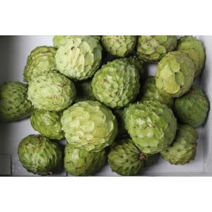 予約注文【訳あり】沖縄県産 アテモヤ 1kg(3-10個入)【発送期間12月頃〜】南国の高級フルーツ　山のアイスクリーム