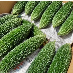 ゴーヤー 1kg 沖縄県産【発送年中】の詳細画像5