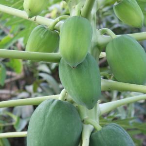 青パパイヤ 約1kg(日付指定不可)沖縄県産 野菜用の詳細画像5