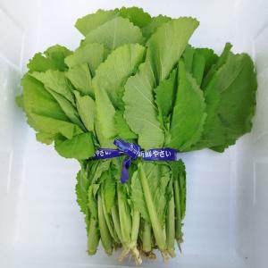 青パパイヤ 約20kg ☆日付指定不可☆ 業務用にてご用意させて頂きまし