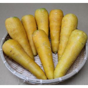 金美人参 1kg 【配達日指定不可】 沖縄県産 : 沖縄市場たま青果 - 通販