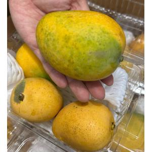 金蜜マンゴー 訳あり 約1kg（2〜5個）はちみつのような深い味 発送7