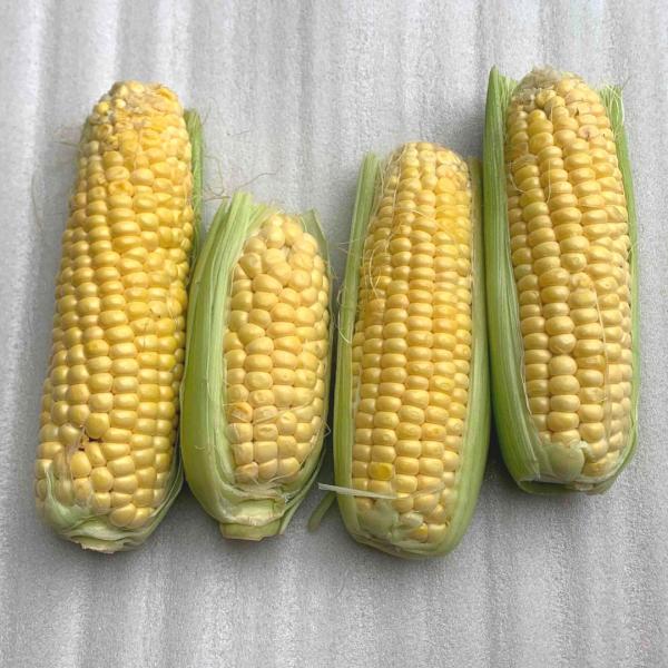 ★訳あり☆スイートコーン 約５kg　17〜22本（カラーお任せ）【皮有り、無し混合】沖縄県産　1月〜...