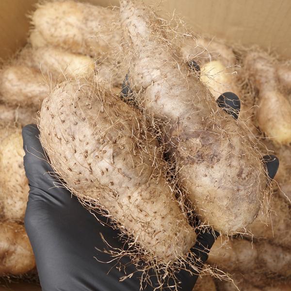 クーガ芋 約1kg