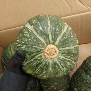 沖縄県産 　栗カボチャ １個（900g〜1.2ｋｇ）・減農薬栽培　