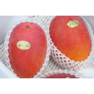 秀品 アップルマンゴー 約1kg（2〜3玉入り）化粧箱入り 贈答用 発送時期 6月末〜8月上旬 沖縄本島産 お中元におすすめ｜沖縄市場たま青果