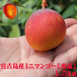 ≪先行ご予約受付中≫ミニマンゴー 秀品 宮古島産 約1.5kg☆送料無料☆数量限定☆　発送時期6月中旬〜７月中旬
