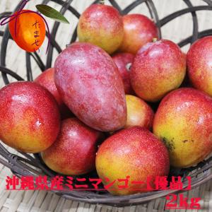 優品 ミニマンゴー 約2kg 化粧箱入り　発送６月下旬〜８月下旬 沖縄県産
