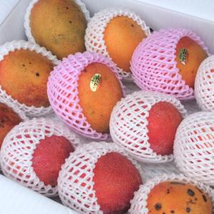 ミニマンゴー 家庭用 約1kg 発送6月上旬〜8月下旬 : 沖縄市場たま