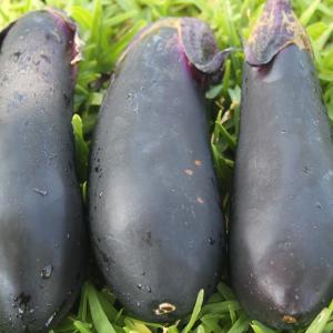 青マンゴー5kg （未熟で酸っぱいマンゴー）摘果マンゴー マムアン
