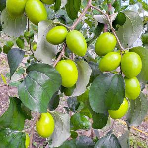 青パパイヤ 約20kg ☆日付指定不可☆ 業務用にてご用意させて頂きまし