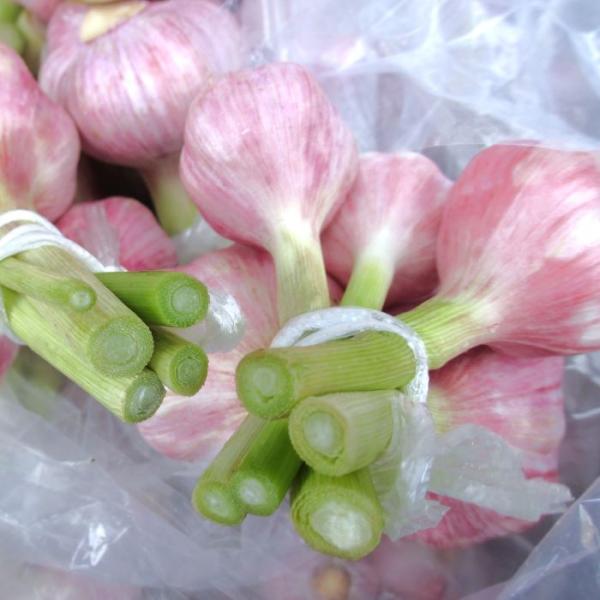 島にんにく 大玉 1kg 　【発送 3月〜5月】