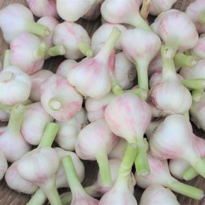 島にんにく 大玉 5kg 【発送 3月〜5月】の詳細画像2