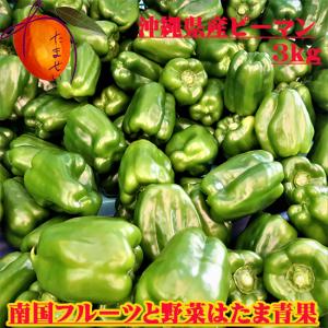 沖縄県産ピーマン 3kｇ前後　冬から始まる沖縄のピーマン