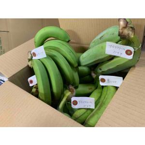 お任せバナナ 食べ比べ 2kg 2〜3種 (日付...の商品画像