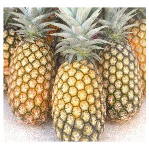 西表島産 スナックパイン２玉（約2〜2.5ｋｇ）