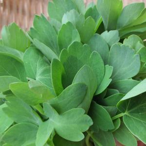 沖縄県産野菜 　長命草（サクナ）約３００ｇ（１束）　　