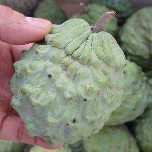 優品 アテモヤ 1kg(3〜6玉) 12月〜3...の詳細画像5