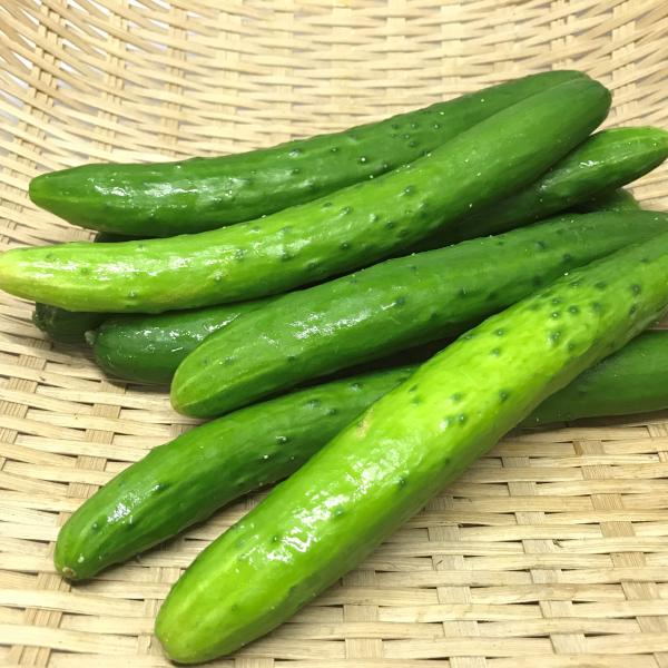 胡瓜（きゅうり）5ｋｇ　【発送10〜５月】　