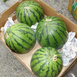 《SALE商品》今帰仁スイカ 1個（3〜4kg前後）　※20玉限定（すいか