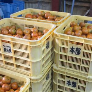 訳あり タンカン 約3kg (2S〜3Lサイズ...の詳細画像3