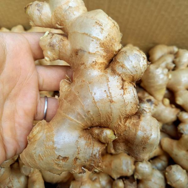 沖縄県産 しょうが(生姜）500ｇ　【発送 9月〜4月】