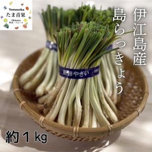 島らっきょう 1kg  大人気の島野菜