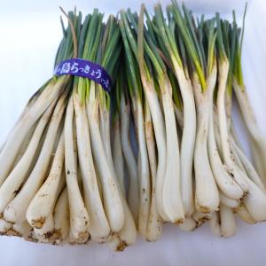 【限定セール】島らっきょう 1kg 大人気の島野菜の詳細画像3