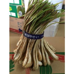 【限定セール】島らっきょう 1kg 大人気の島野菜の詳細画像2