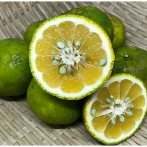 贈答用 アテモヤ 秀品 1kg (2~4個入) 発送1月中旬〜3月 高級