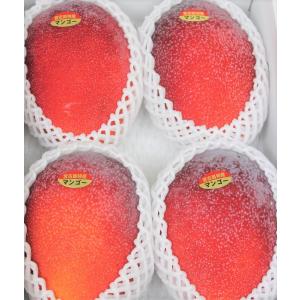 化粧箱】紅金煌（キンコウ）マンゴー約1〜1.2kg（2〜3玉）【発送期間7 