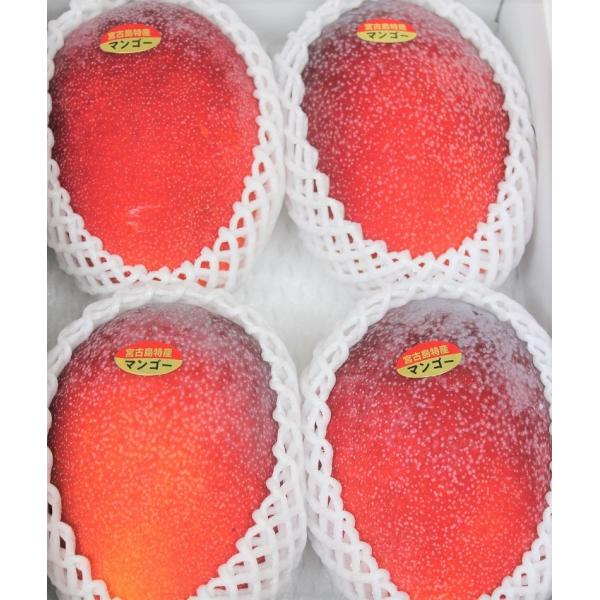 完熟アップルマンゴー 特秀品 約2kg 化粧箱入り 最高級品 ☆送料無料☆発送時期7月〜8月末 沖縄...