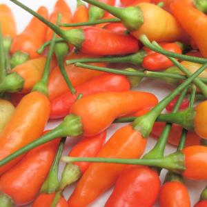 島唐辛子 500g 　・年中ですがお待たせする場合有 ※只今冷凍のみ