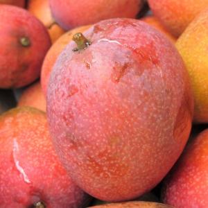 加工用/規格外 マンゴー 沖縄県産 約2kg(...の詳細画像1